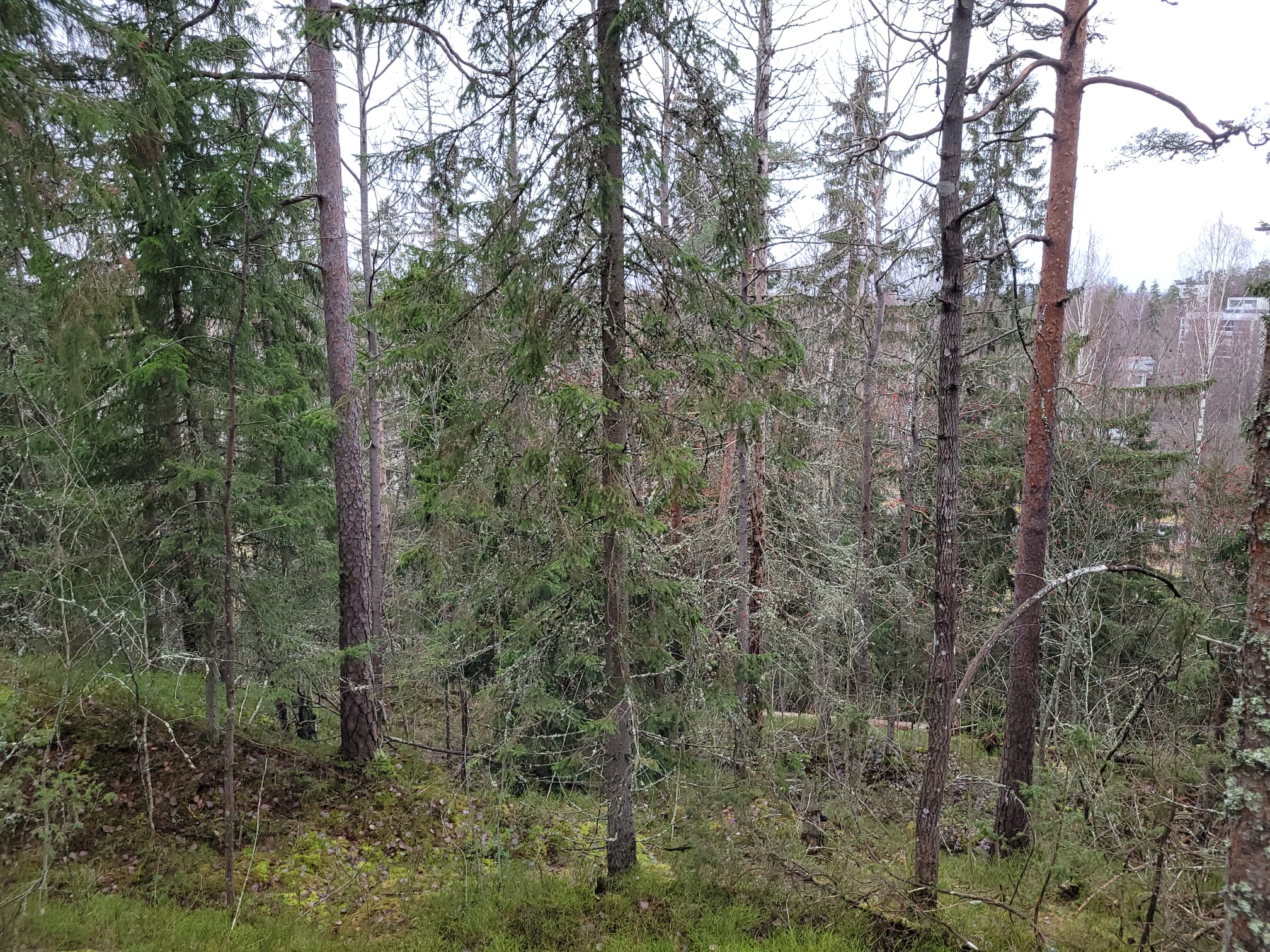 Kallion laelta on melkein hyvä näkymä. Oksiston välistä näkee kauas Espoon puolelle, mutta hyvin heikosti.